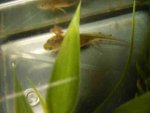 crislarva243.jpg