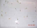 54704larvae b.jpg