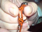 DSC00218.jpg