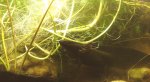 Axolotl Weedy tank.jpg