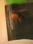 axies12.jpg