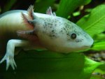 Axolotl.JPG