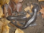 DSC02097a.jpg