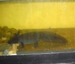 DSC02081a.jpg