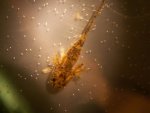 axolotls fungus 1 001.jpg