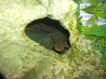 newts 015.jpg