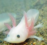 Axolotls 012.jpg