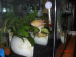 Axolotls - 16.jpg