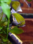 100719_newts_007.jpg