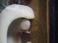 goiter2B.jpg
