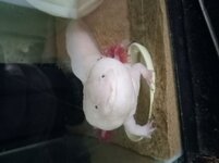goiter3B.jpg