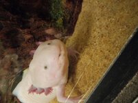 mouth1B.jpg