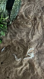 IMG_3630.jpeg