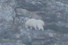 Mountain Goat 2.JPG