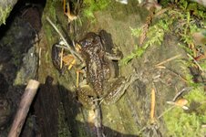 Rocky Mountain Tailed Frog.JPG