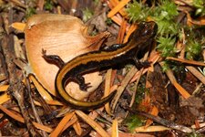 Coeur d'Alene Salamander.JPG