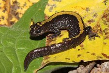 Eastern Long-toed.JPG