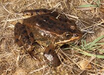 Columbia Spotted Frog Edit.JPG