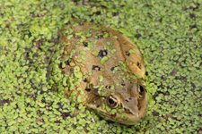 Columbia Spotted Frog 3 Edit.JPG