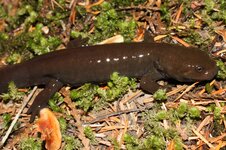 Idaho Giant Salamander Edit.JPG