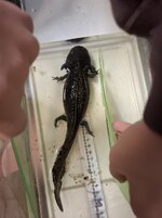 Chichi janvier 2026.jpg