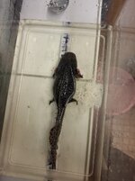 Stella janvier 2026.jpg