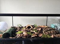 IMG_5020-compressed.jpeg