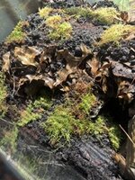 IMG_5900.jpeg