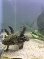 IMG_1623.jpeg