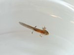 100901_newts_031.jpg