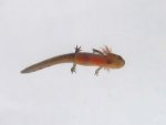 100922_newts_031.jpg