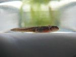 100904_newts_002.jpg