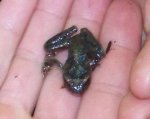 frog1sm.JPG