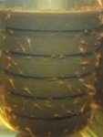 Shrimp on sponge filter.jpg