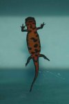 CB newt 5.jpg