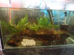 Temporary shrimp tank.jpg