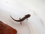 101020_newts_001.jpg