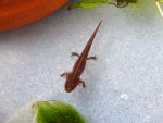 101022_newts_002.jpg