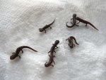 101022_newts_005.jpg