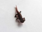 101023_newts_019.jpg