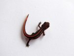 101023_newts_022.jpg