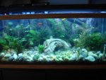 fish tank 011.jpg