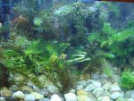 fish tank 012.jpg