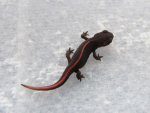 101031_newts_004.jpg