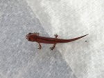 101025_newts_004.jpg