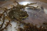 Green Frog metamorph.jpg