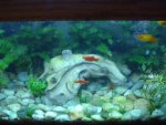 fish tank 013.jpg