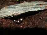 101214_salamanders_002.jpg