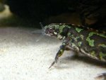 101219_newts_002.jpg