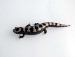 110102_salamanders_021.jpg